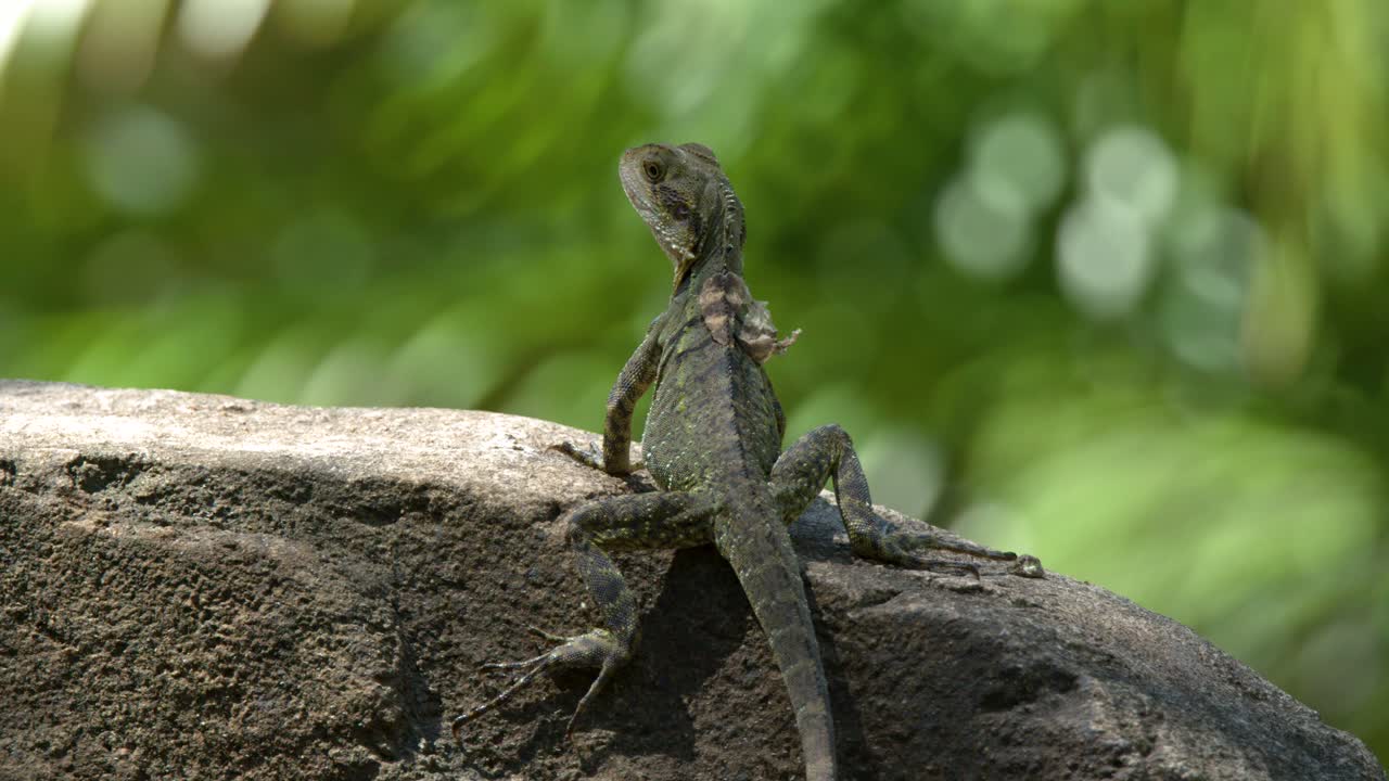 An Australian eastern water dragon rests on a rock while shedding skin in bright sunlight