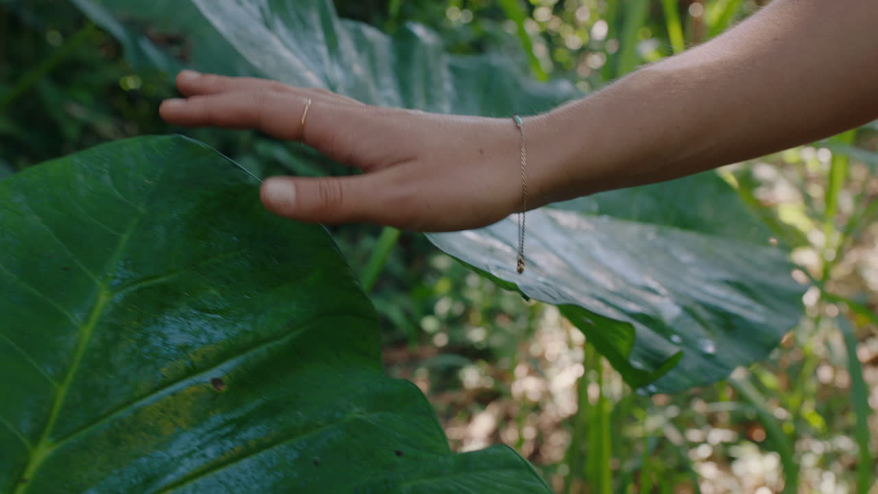 자연을 만지는 여성의 손 식물 숲에서  ⁇ 고 울창한 열대 정글을 탐험하고 자연의 아름다움을 즐기고 가까이 4k