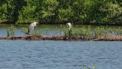 Dos-Individuos-Uno-Frente-Al-Otro-Mientras-La-Cámara-Se-Aleja-Y-Se-Desliza-Hacia-La-Izquierda,-Garza-Real-Ardea-Cinerea,-Tailandia