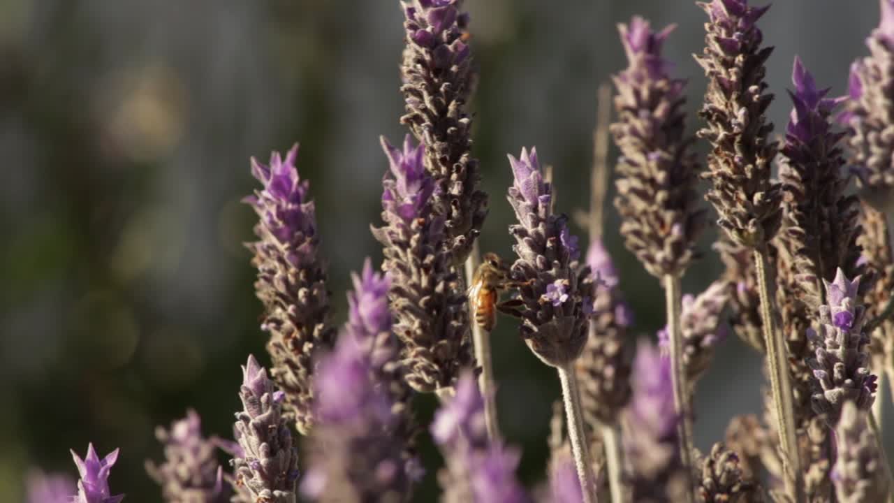 la abeja melífera recolecta néctar dulce en la flor de lavanda en un día ventoso