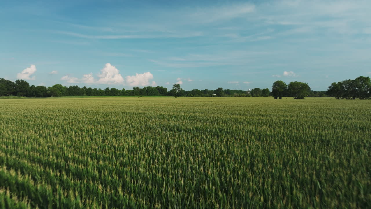 Ready to harvest corn field, aerial drone flyover vast endless plantation