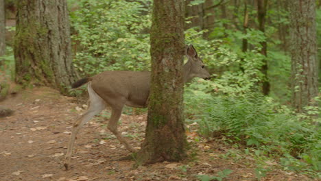 slow motion shot of a doe crossing a hiking trail in oregon