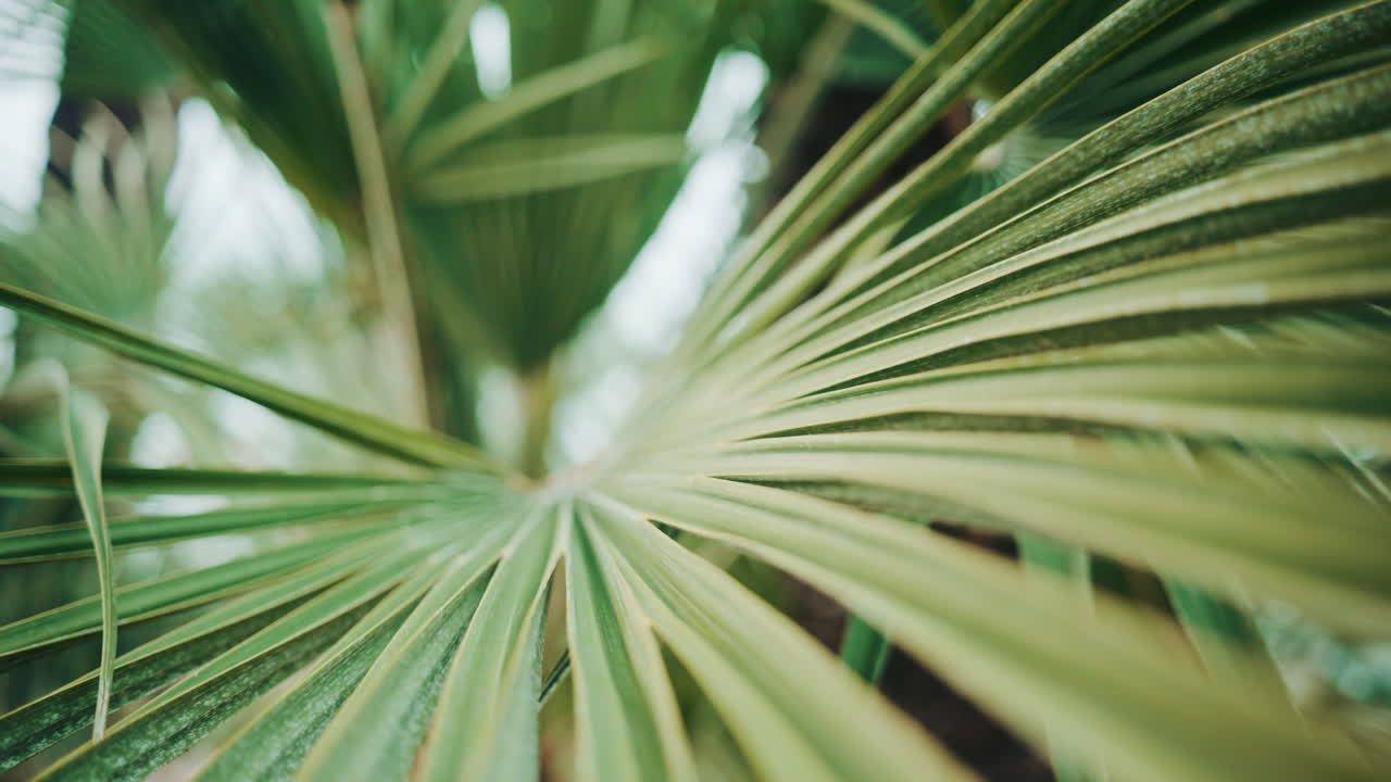 Close up of lush green palm leaves, creating a tropical and fresh natural atmosphere with soft focus and gentle movement