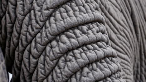 close-up of elephant skin texture