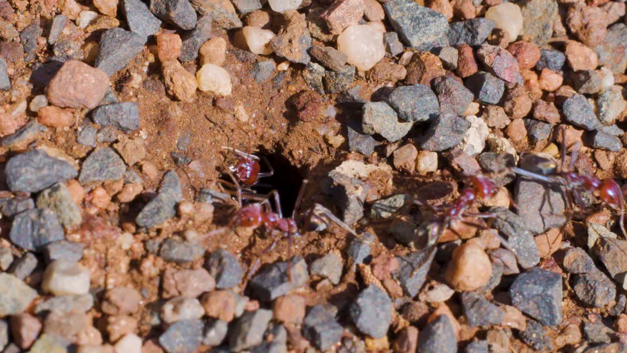 Several ants move in and out of a small burrow in gravelly soil, captured in bright natural daylight with a steady macro perspective
