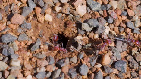several ants move in and out of a small burrow in gravelly soil, captured in bright natural daylight with a steady macro perspective