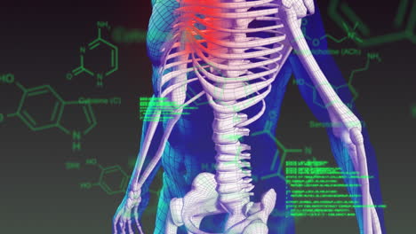 cuerpo humano giratorio y esqueleto con datos digitales en movimiento