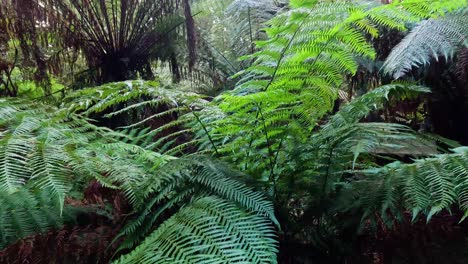 helados verdes exuberantes en un denso bosque tropical