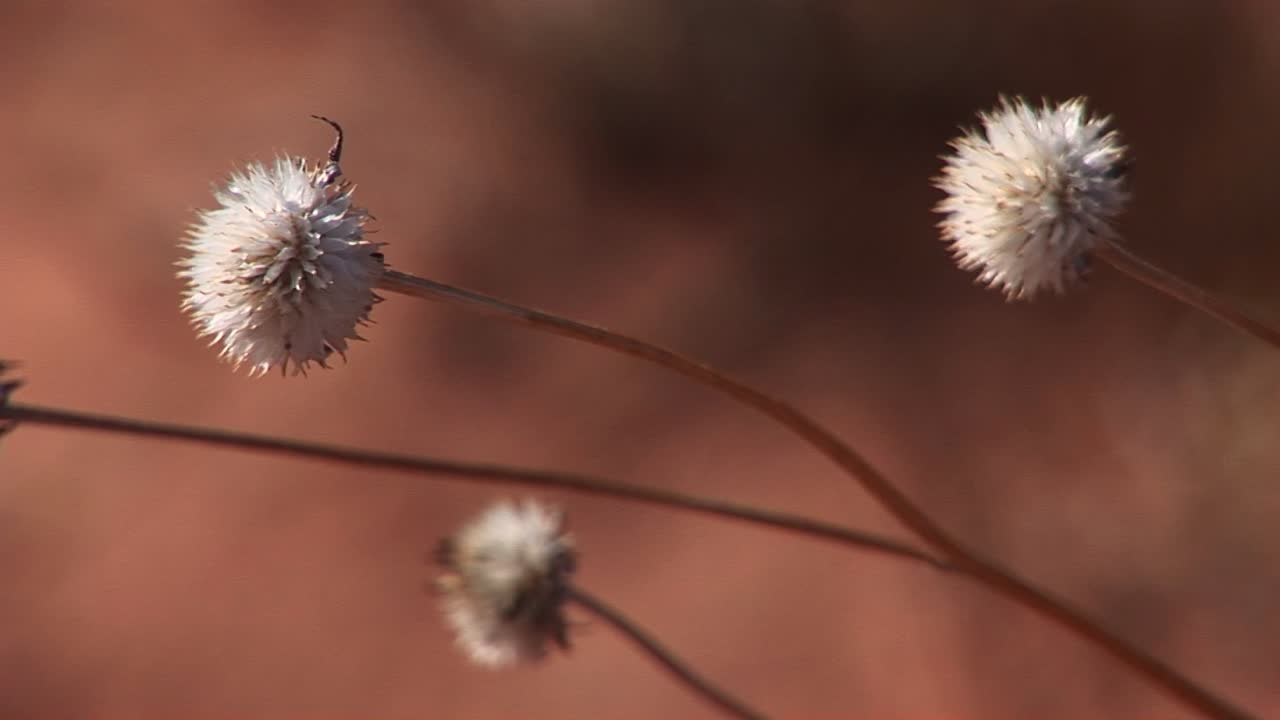 primer plano de una flor silvestre del desierto que se ha convertido en semilla