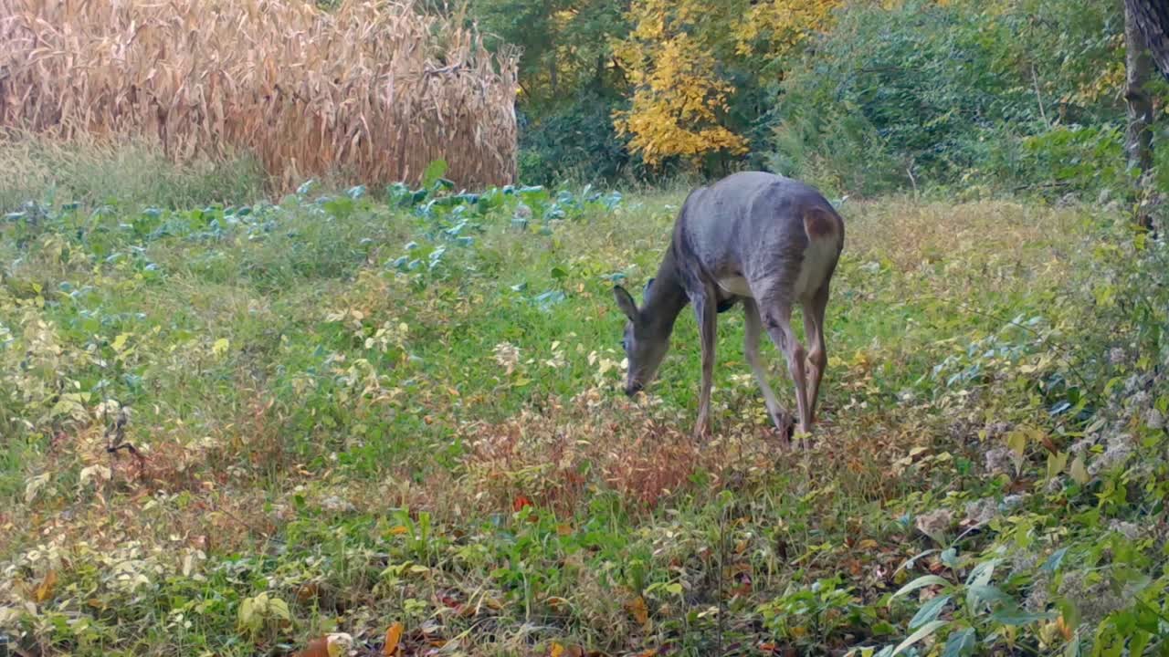 el venado de cola blanca camina lentamente con la cabeza baja para oler los rábanos en una parcela de comida cerca de un campo de maíz