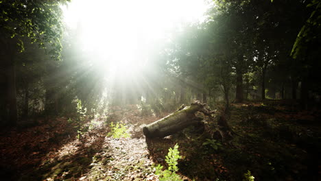 summer fog in the forest