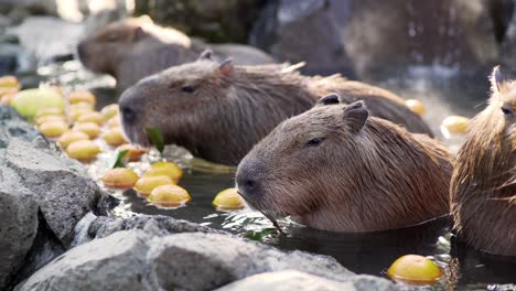 closeup view of capybaras munching food in slow motion while bathing in the hot spring water in izu, japan - tele shot