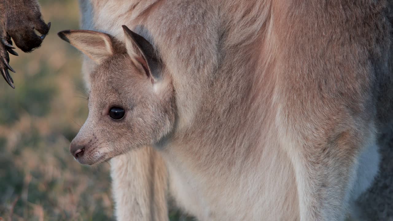 A young kangaroo joey peeks from its mother’s pouch in warm sunset light, with a soft natural background, captured in a steady close-up shot