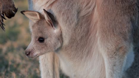 a young kangaroo joey peeks from its mother’s pouch in warm sunset light, with a soft natural background, captured in a steady close-up shot