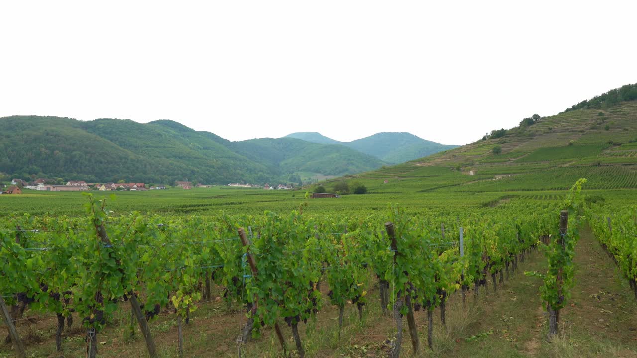Vigneti verdi vicino al villaggio di Kayserberg a Colmar con case in lontananza in autunno.