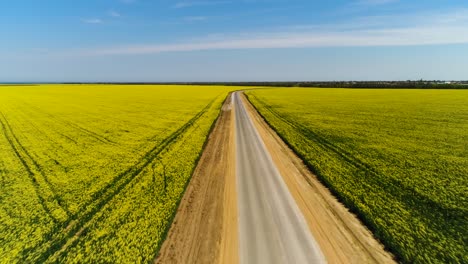 country road through a yellow rapeseed field
