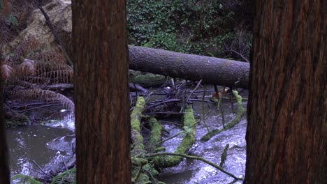 Murky-river-stream-flowing-in-redgum-forest