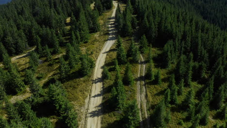 Mountain-timber-path-drone-view-with-tranquil-peaceful-sequoia-trees-growing