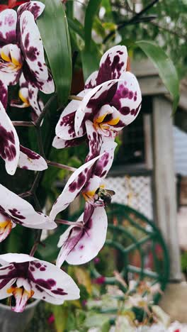 beautiful spotted orchids in a greenhouse