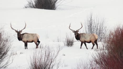 Alce-Toro-En-El-Invierno-En-Montana