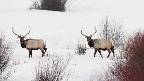 alce toro en el invierno en montana