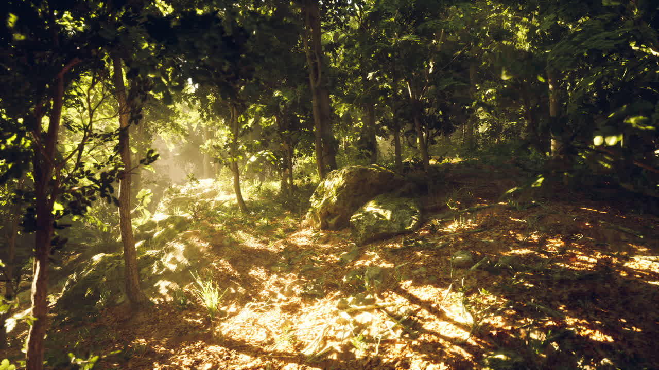 Sunlight filters through lush green trees in a tranquil forest setting