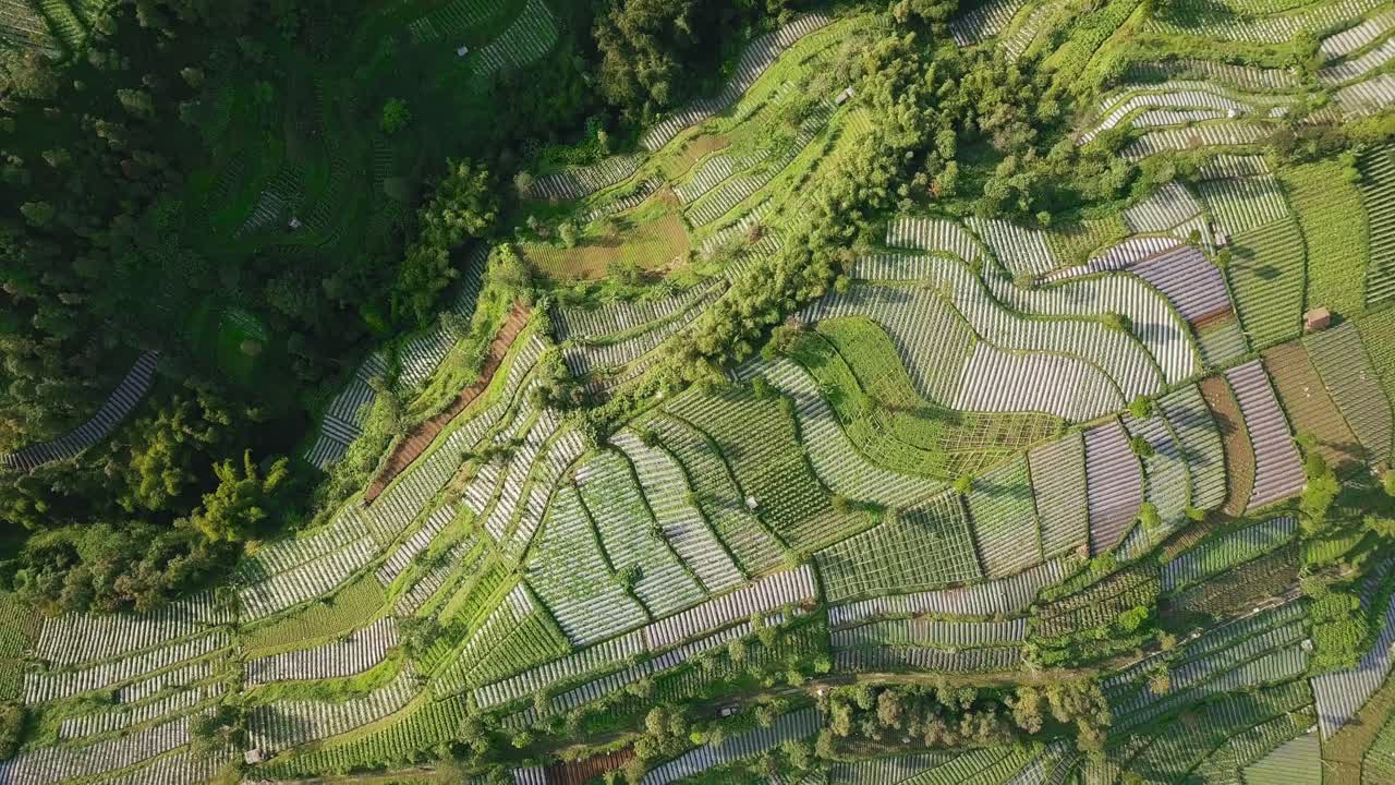 drone vuela sobre la ladera de una montaña completamente adosada con plantaciones en el centro de java indonesia amplia vista
