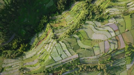 Drone-Vuela-Sobre-La-Ladera-De-Una-Montaña-Completamente-Adosada-Con-Plantaciones-En-El-Centro-De-Java-Indonesia-Amplia-Vista