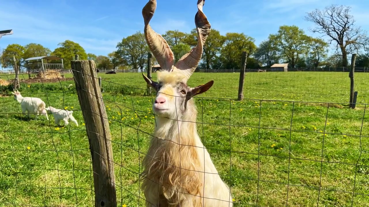 Chèvre Girgentana avec des cornes spiralées uniques et grandes, regardant à travers un grillage dans un pâturage verdoyant