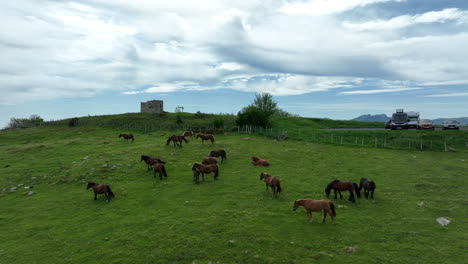 Wild-horses-grazing-in-green-meadow-of-Spain,-aerial-orbit-view