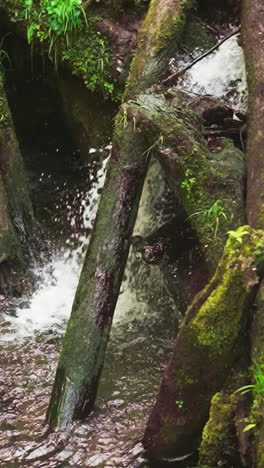 river cascade falls down from dam of old trees in dense forest slow motion. foamy stream and mossy logs in virgin wood on summer day. waterfall beauty