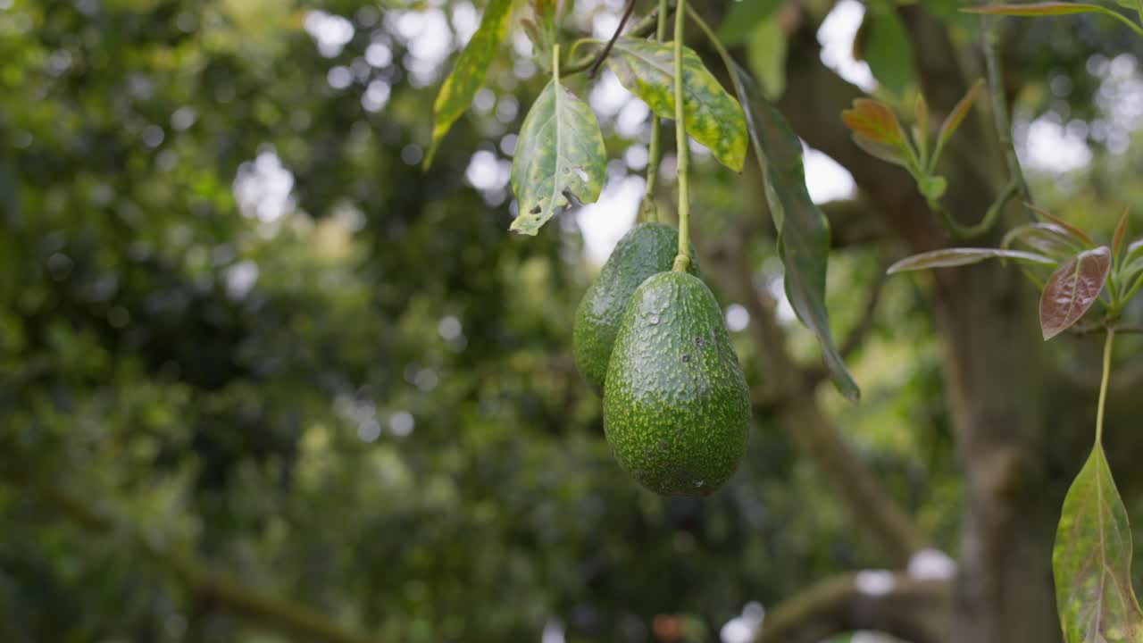 aguacates de méxico colgando de un árbol en un día nublado