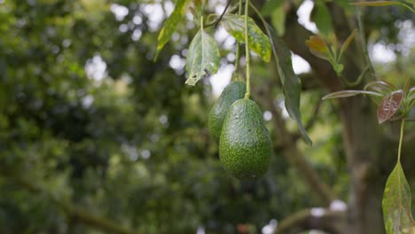 Avocados-Aus-Mexiko-Hängen-An-Einem-Baum-An-Einem-Bewölkten-Tag