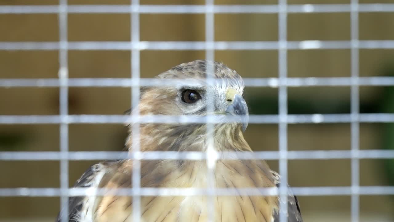 Large raptor held in captivity at a zoo, looking directly at the camera