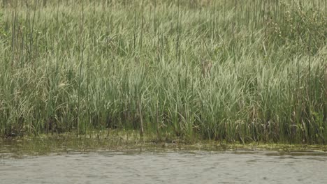 a field of grass on the edge of water with wind blowing hard