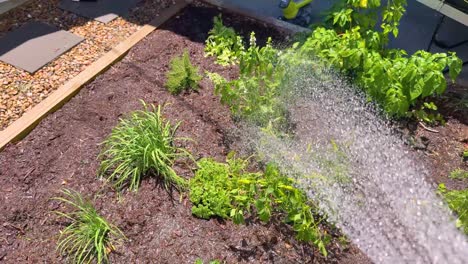 plantas de jardín siendo regadas en un día soleado