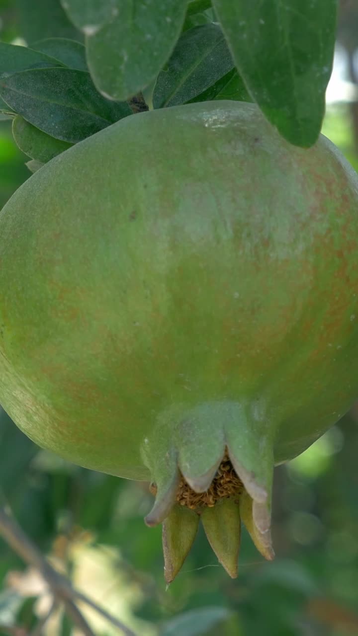 Close-up of a green pomegranate