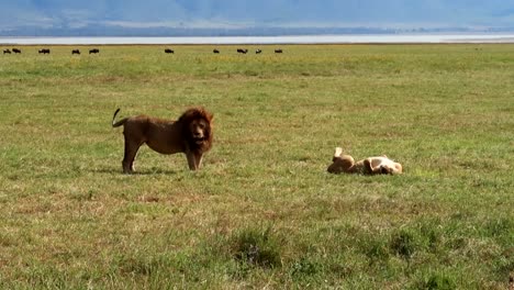 Verliebtes-Löwenpaar,-Das-In-Der-Sonne-Auf-Der-Grünen-Afrikanischen-Wiese-Umwirbt