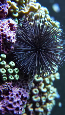 black sea urchin on coral reef
