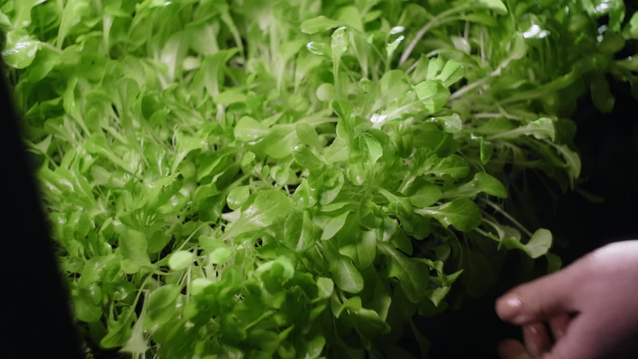 Person tending to hydroponic lettuce