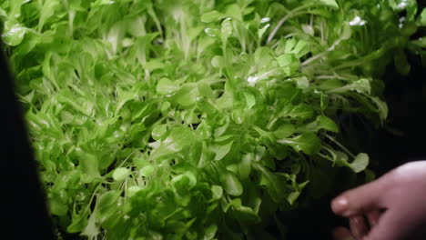 person tending to hydroponic lettuce