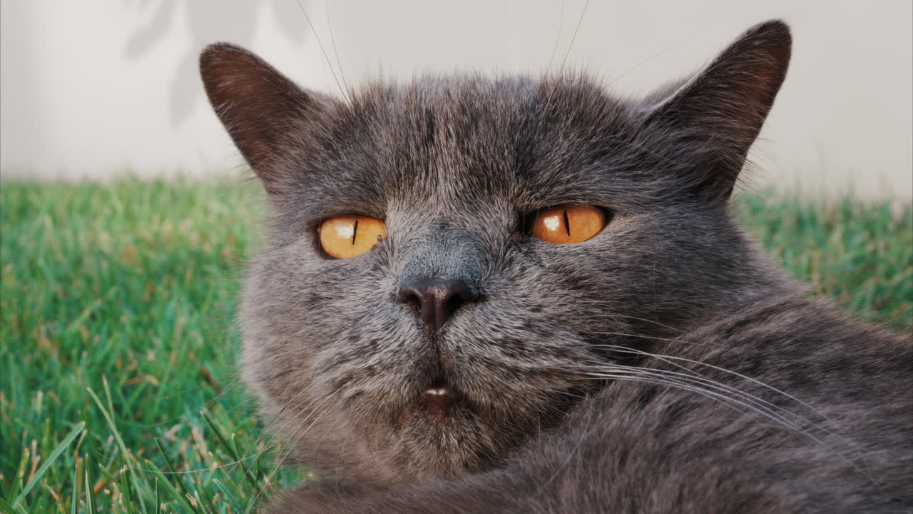 Relaxed grey British Shorthair cat resting on green grass under soft daylight
