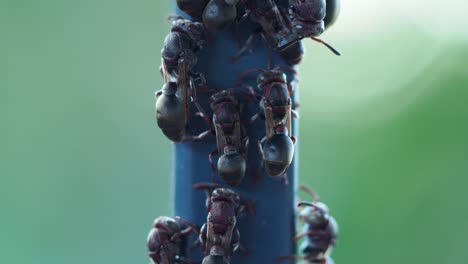 black paper wasp resting on a blue metal bar with green blurry background