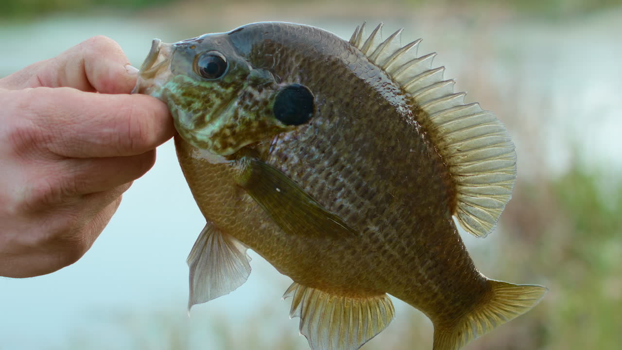 un borde en la mano, cámara lenta