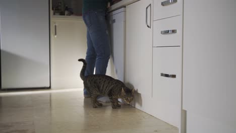 young woman preparing food while her hungry cat asking for a treat