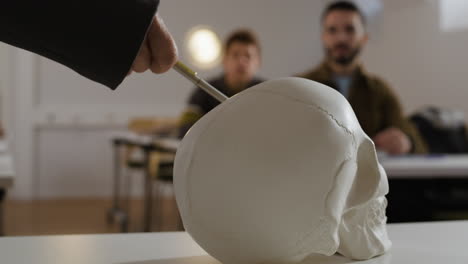 skull anatomy lesson