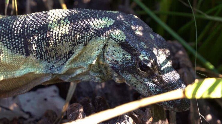 Um varano-rendado, ou goanna-arborícola, com uma aparência azul-preta opaca, rastejando e projetando a língua num close-up