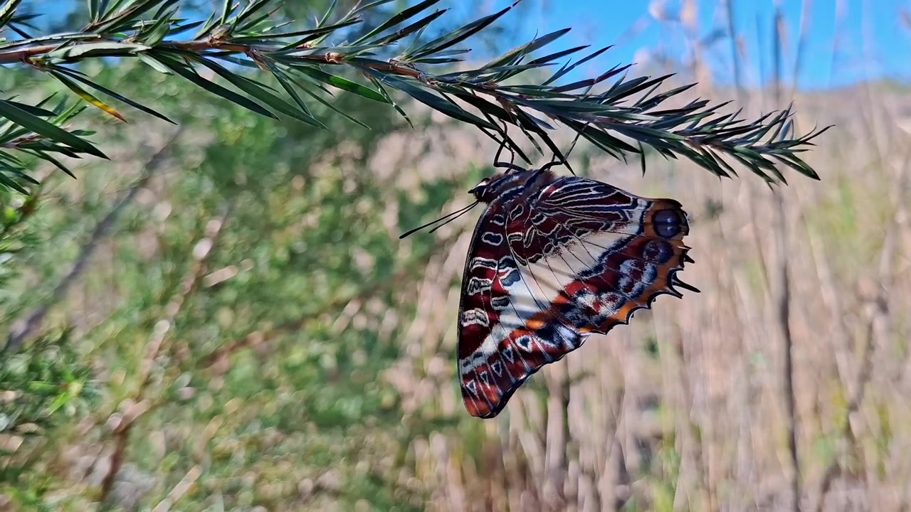 Una bellissima farfalla appesa a testa in giù su un ramo d'albero nella natura, mentre ondeggia a causa del vento