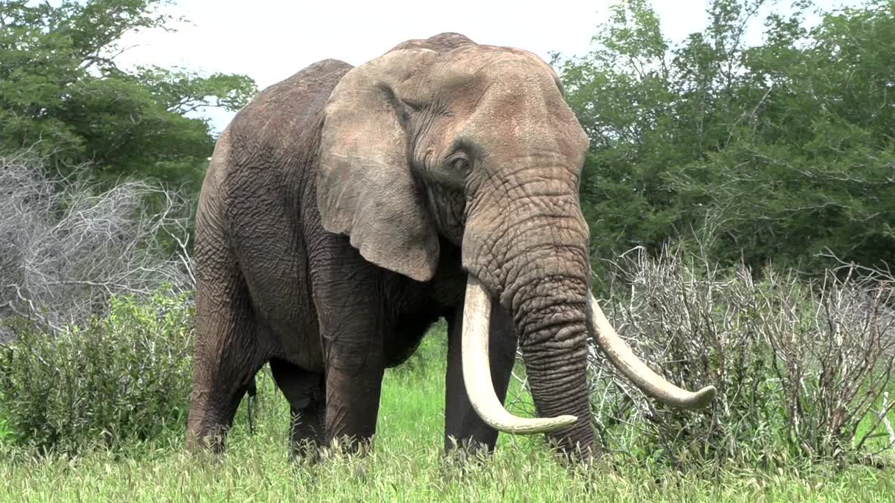 Huge elephant with large tusks feeding on lush green grass in the African Savannah