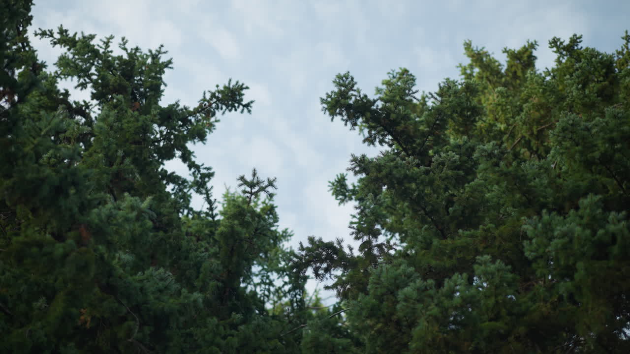푸른 나무 가지가 부드러운 저녁 하늘 아래 어서 진정된 자연 풍경을 형성하고, 부드러운 조명은 깊이와 질감을 향상시니다.